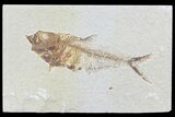 Diplomystus Fossil Fish - Wyoming #74117-1